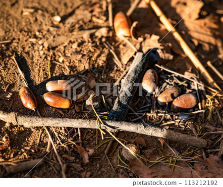 夕陽打在橡實的風景,給人一種季節感 夕陽打在橡實的風景,給人一種季節感 113212192