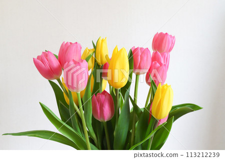 Bouquet of tulips  Bouquet of tulips 113212239