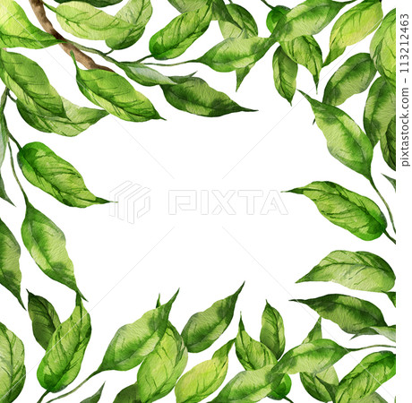 watercolor square frame with illustration of green leaves on a branch, branch of peach or apricot, nectarine, sketch of nature element isolated on white background 113212463