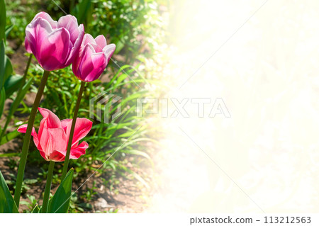 Bright pink nice tender tulips,notice writing, place for text Bright pink nice tender tulips,notice writing, place for text 113212563