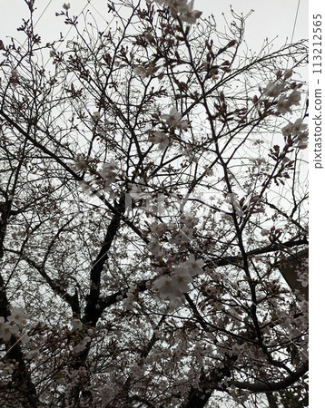 Cherry blossoms in full bloom Cherry blossoms in full bloom 113212565