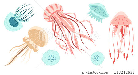 Jellyfish trendy flat style vector set. Jellyfish trendy flat style vector set. 113212635
