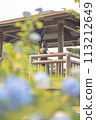 A girl looking at hydrangeas 113212649