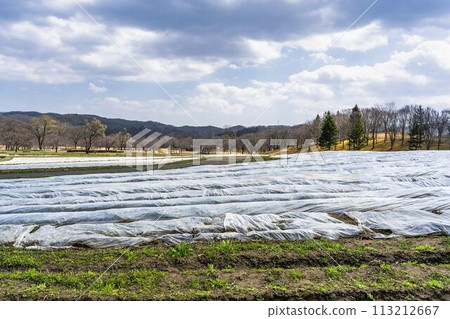 National Michinoku Lakeside Park in early spring, cultivated flower garden, Kawasaki Town, Miyagi Prefecture 113212667