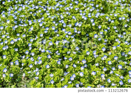 National Michinoku Lakeside Park in early spring, giant pufferfish blooming all over Kawasaki Town, Miyagi Prefecture 113212676