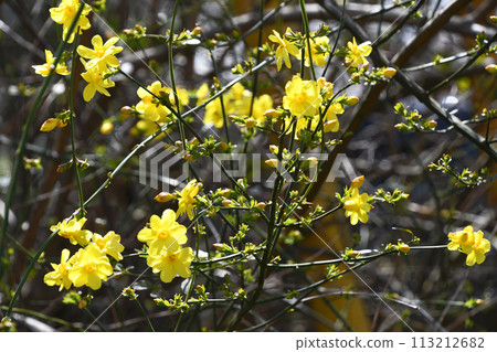 Great Plumeria (yellow plum pseudo) 113212682