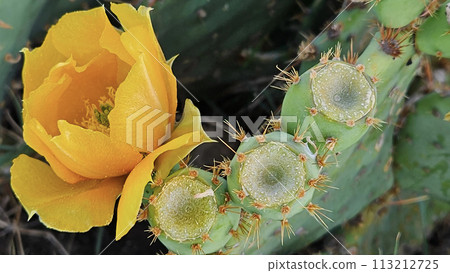 Blooming cactus with bright yellow flowers and sharp spines Blooming cactus with bright yellow flowers and sharp spines 113212725
