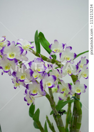 Flower gift Dendrobium Flower gift Dendrobium 113213234