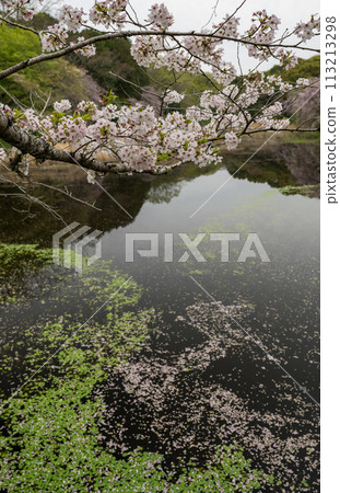 Beautiful cherry blossoms blooming in Tatsutayama Natural Park 113213298