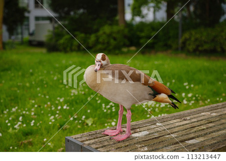 close-up of Egyptian or Nile goose Alopochen aegyptiaca on ground in city. Sunny warm may in Frankfurt close-up of Egyptian or Nile goose Alopochen aegyptiaca on ground in city. Sunny warm may in Frankfurt 113213447