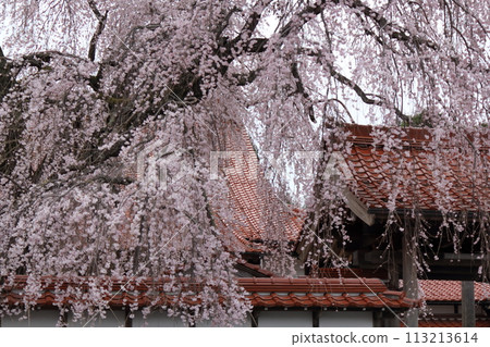 日本寺廟與垂枝櫻花 日本寺廟與垂枝櫻花 113213614