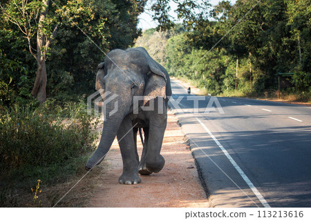 Wild elephant walking along road. 113213616