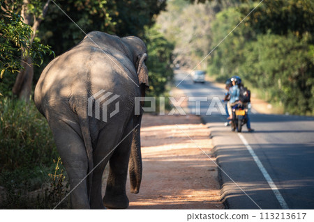 Wild elephant walking along road. Wild elephant walking along road. 113213617