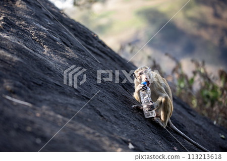 Monkey trying to open plastic drinking bottle. 113213618