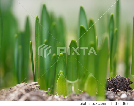 水仙花芽背景材料 水仙花芽背景材料 113213633