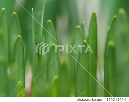 Daffodil sprout background material 113213634