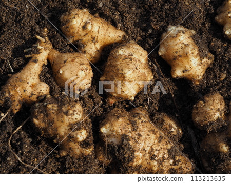 Jerusalem artichoke in the field 113213635