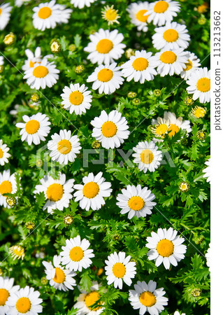 白花北極 白花北極 113213662