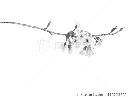 以水墨畫風格單色繪製的櫻花樹枝的插圖[手繪]白色背景與複製空間 113213831