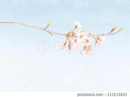 Illustration of a branch of cherry blossoms blooming in the blue sky [hand-drawn] White background Transparent background Copy space available 113213833