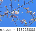 Japanese scenery (flowers, buds, blooming, nature, plants, twigs) 113213888