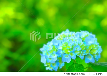 刷新的淡藍色八仙花屬花 113213959