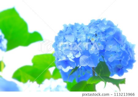 Vibrant blue hydrangea flowers 113213966