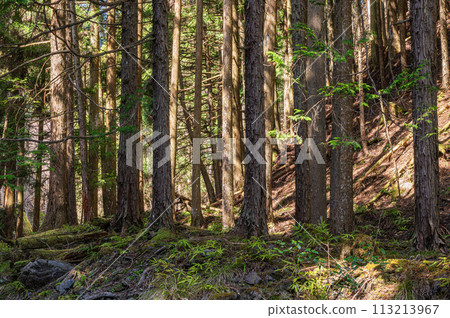Coniferous forest in Kibune, Kyoto 113213967