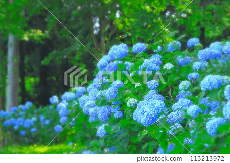 Refreshing blue hydrangea in full bloom Refreshing blue hydrangea in full bloom 113213972