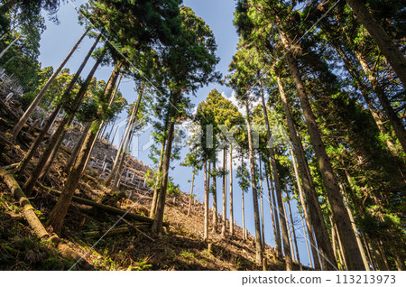 Coniferous forest in Kibune, Kyoto 113213973