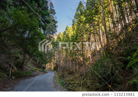 京都市貴船市穿過針葉林的道路 113213981