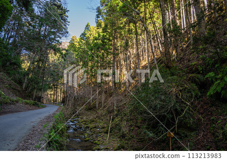 京都市貴船市穿過針葉林的道路 113213983