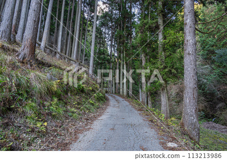 A road passing through a coniferous forest, Kibune, Kyoto City A road passing through a coniferous forest, Kibune, Kyoto City 113213986