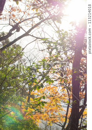 陽光透過秋葉和新鮮的綠葉 113214018