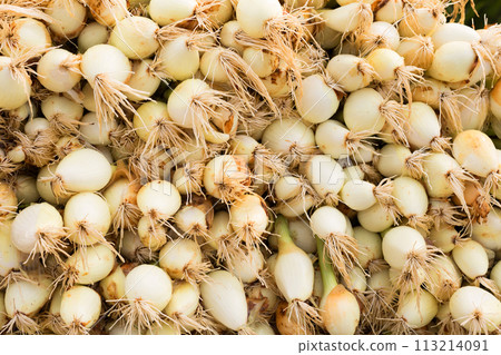 washed farm heads of onions 113214091