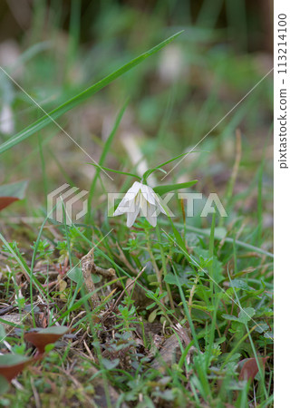 Wild grasses of spring Izumokobaimo Wild grasses of spring Izumokobaimo 113214100