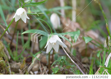 Wild grasses of spring Izumokobaimo Wild grasses of spring Izumokobaimo 113214102