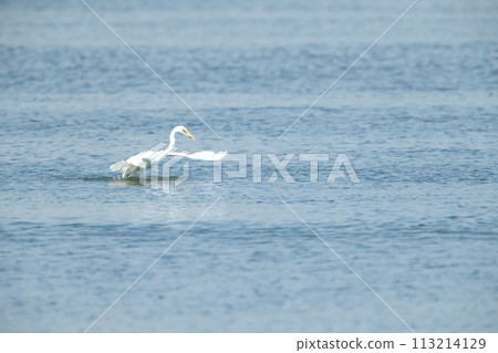 egret hunting egret hunting 113214129