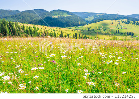 Landscape with green field of white daisies Landscape with green field of white daisies 113214255