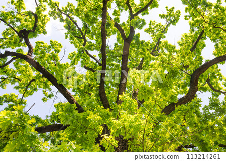 Big old oak tree 113214261