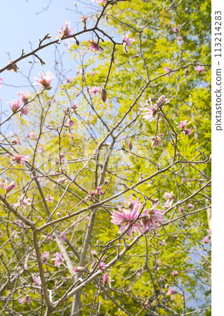 Pale pink flowers of the Magnolia stellata 113214283