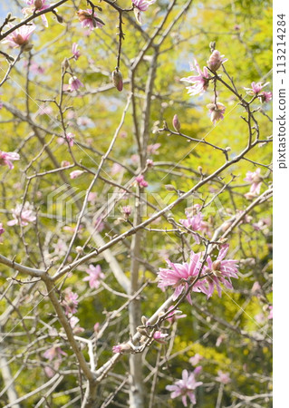Pale pink flowers of the Magnolia stellata Pale pink flowers of the Magnolia stellata 113214284