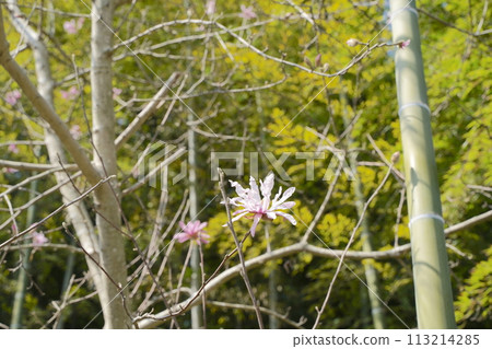 Pale pink flowers of the Magnolia stellata Pale pink flowers of the Magnolia stellata 113214285