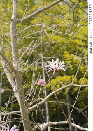 Pale pink flowers of the Magnolia stellata Pale pink flowers of the Magnolia stellata 113214286