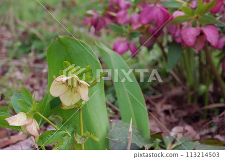 聖誕玫瑰鮮花 113214503