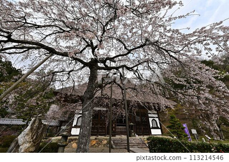 Spring cherry blossoms at Ankokuji Temple 113214546