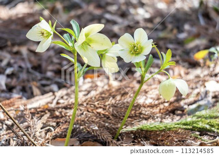 國立陸奧湖濱公園早春的聖誕玫瑰 宮城縣川崎町 國立陸奧湖濱公園早春的聖誕玫瑰 宮城縣川崎町 113214585