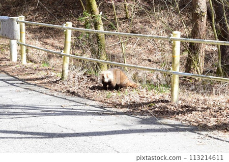 獾野生 獾野生 113214611