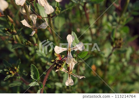 芝麻菜花 芝麻菜花 113214764