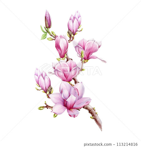 Magnolia branch with flowers watercolor illustration. Hand painted vintage style spring tender blossoms on the twig. Pink magnolia on white background 113214816